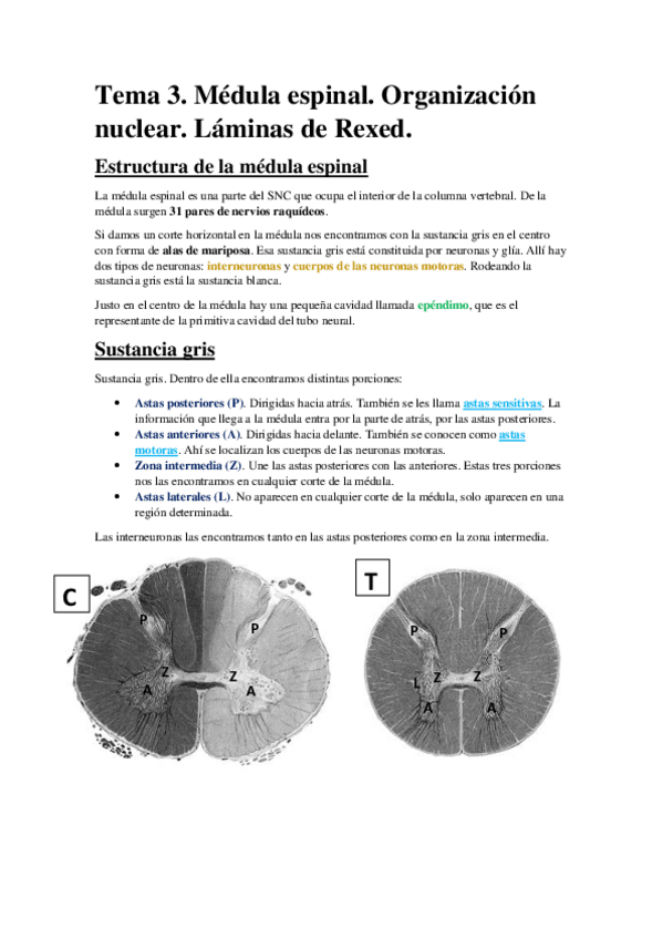 Miniatura del documento Tema 3. Médula espinal. Organización nuclear. Láminas de Redex..pdf