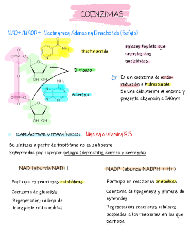 Miniatura del documento COENZIMAS.pdf