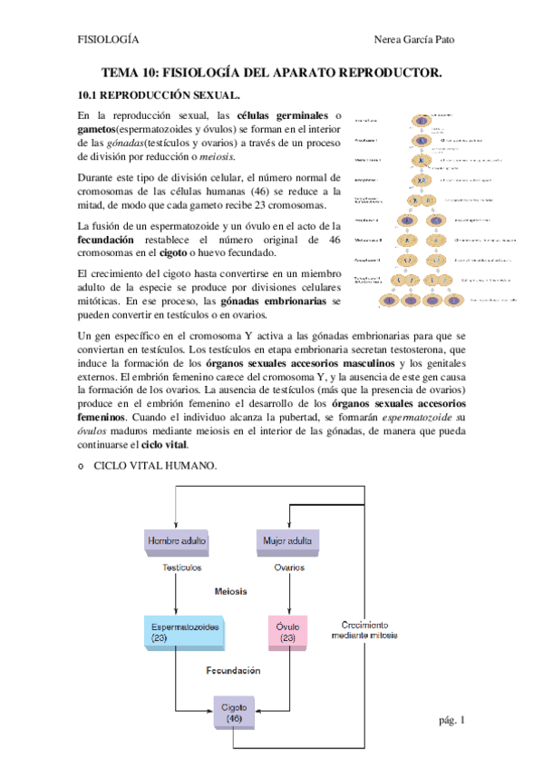Miniatura del documento TEMA-10-APARATO-REPRODUCTOR.pdf