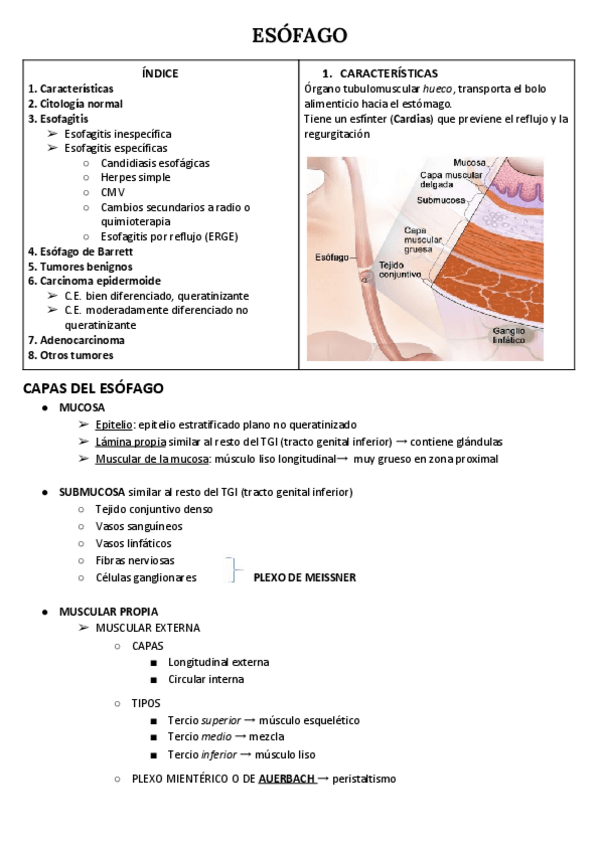 Miniatura del documento ESOFAGO.pdf