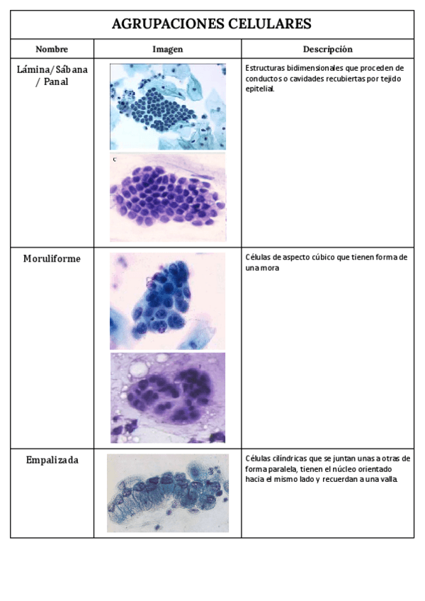 Miniatura del documento AGRUPACIONES-CELULARES.pdf