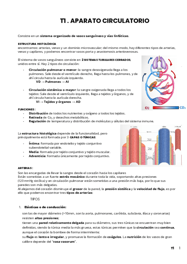 Miniatura del documento APUNTES-ORGANOGRAFIA-COMPLETOS.pdf