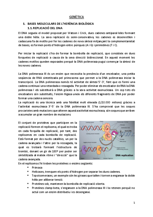 Miniatura del documento Replicacio-del-DNA.pdf