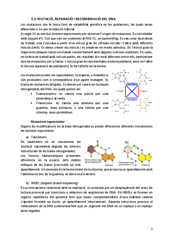 Miniatura del documento Mutacio-reparacio-i-recombinacio-del-DNA.pdf