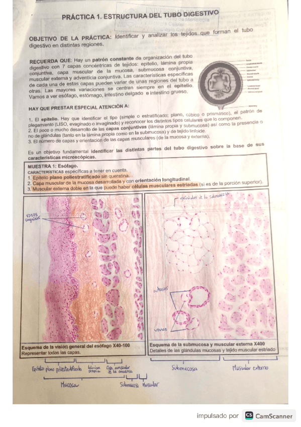 Miniatura del documento Cuadernillo-Histo-Diges.pdf