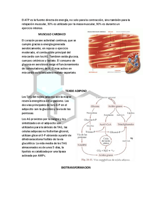 Miniatura del documento BIOTRANSFORMACION.pdf
