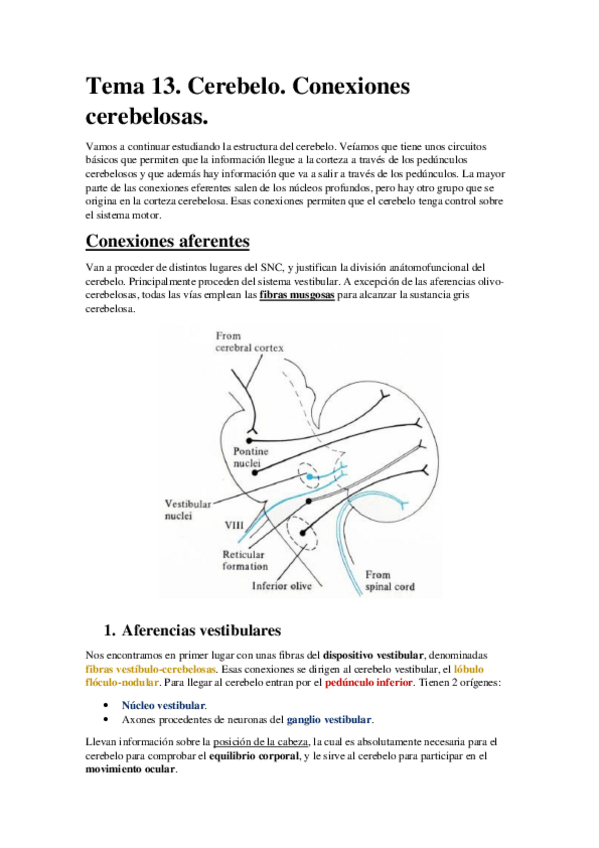 Miniatura del documento Tema 13. Cerebelo. Conexiones cerebelosas..pdf