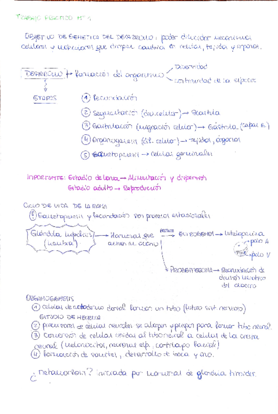 Miniatura del documento TP-N1-Introduccion-a-genetica-del-desarrollo.pdf