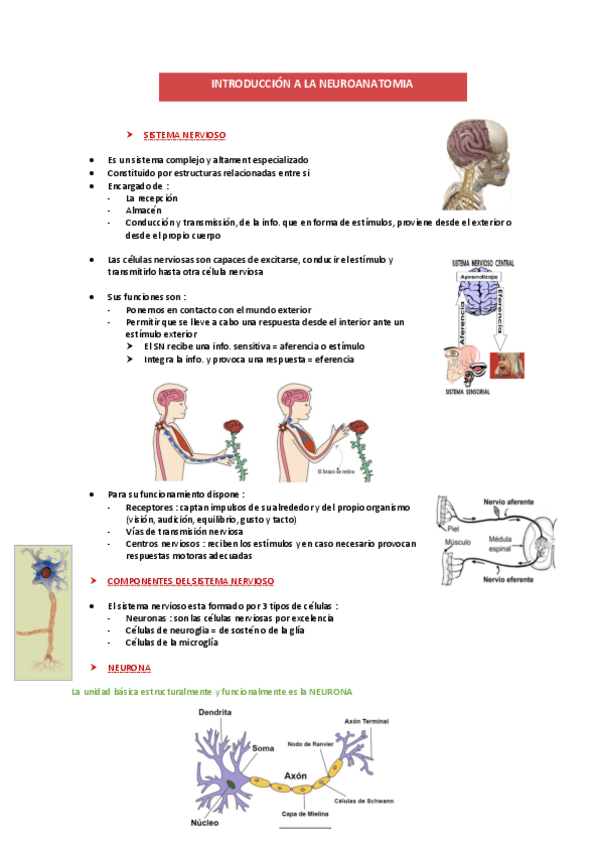 Miniatura del documento apuntes-neuro.pdf