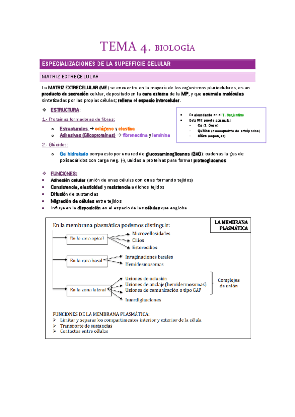 Miniatura del documento APUNTES-TEMA-4.pdf