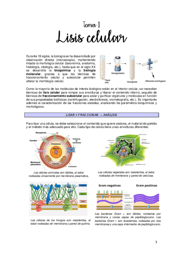 Miniatura del documento Metodología: tema 1 (lisis celular).pdf
