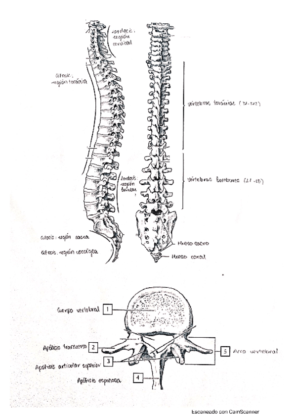 Miniatura del documento Ejercicios-Practica-1.pdf