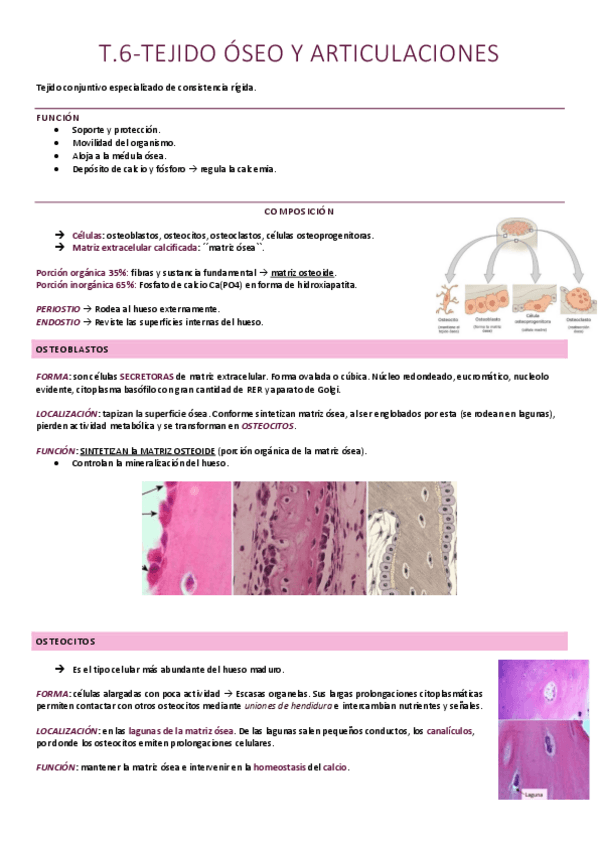 Miniatura del documento Tejido óseo