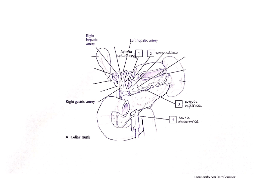Miniatura del documento Ejercicios-Practicas-5-6.pdf