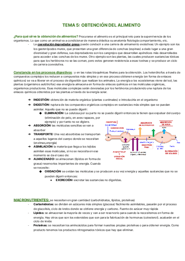 Miniatura del documento Tema5-6-ZOOLOGIA.pdf