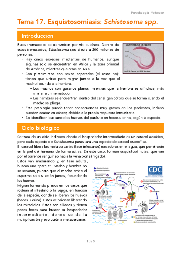 Miniatura del documento TEMA-17.pdf