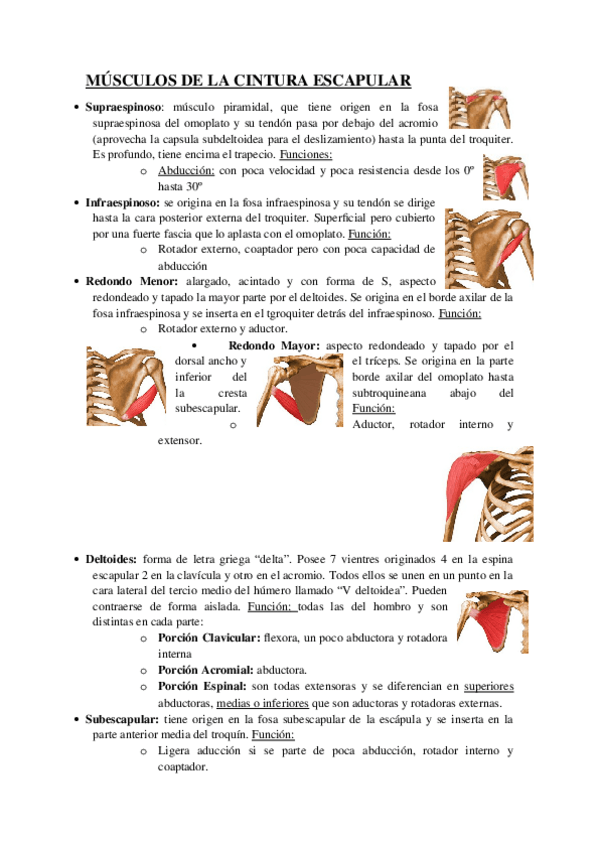 Miniatura del documento MÚSCULOS DE LA CINTURA ESCAPULAR.docx