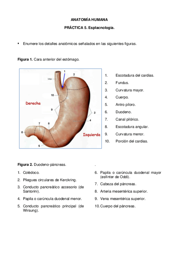 Miniatura del documento Respuestas-PRACTICA-5-Anat-Enf.pdf
