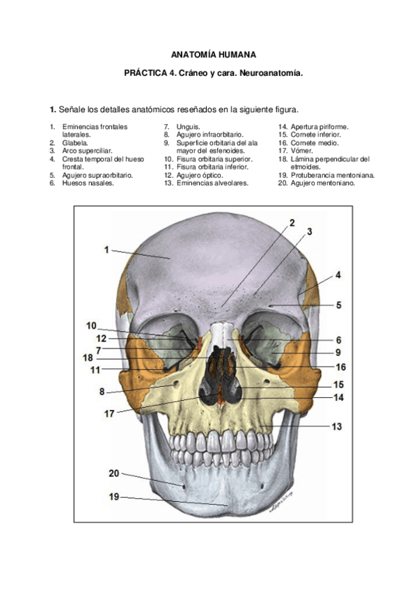 Miniatura del documento Respuestas-PRACTICA-4-Anat-Enf.pdf