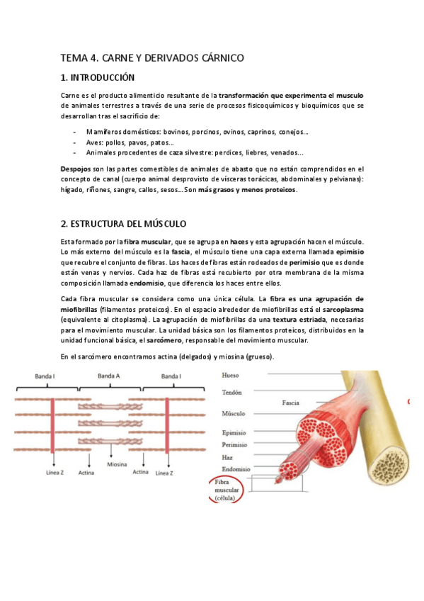 Miniatura del documento TEMA-4. Carne y derivados cárnicos