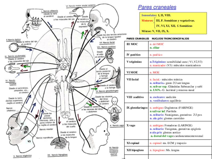 Miniatura del documento pares-caneales.pdf