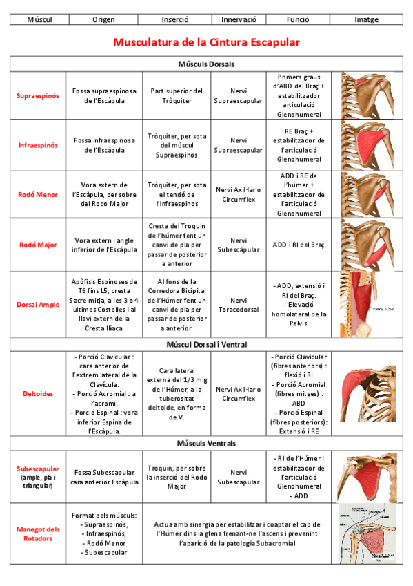Miniatura del documento Tableau-Muscul-Locomotor-PDF.pdf