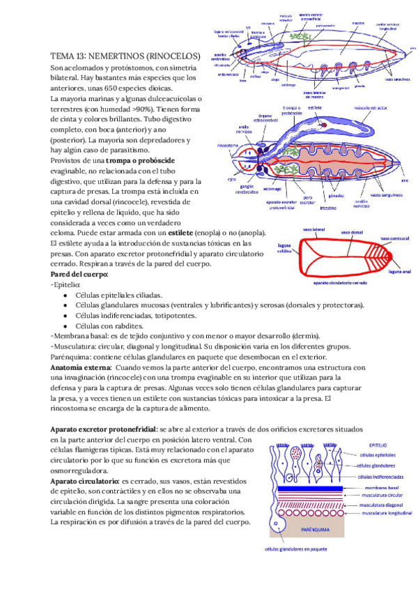 Miniatura del documento TEMA-13-NEMERTINOS-RINOCELOS.pdf