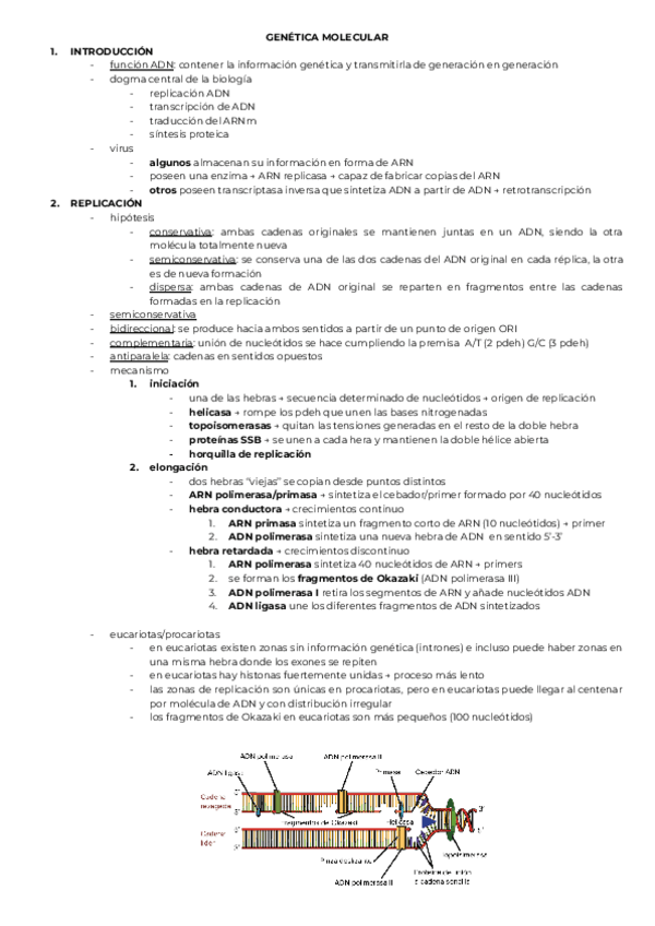 Miniatura del documento APUNTES-GENETICA-MOLECULAR.pdf