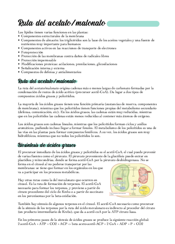 Miniatura del documento 09-Ruta-del-acetato-malonato.pdf