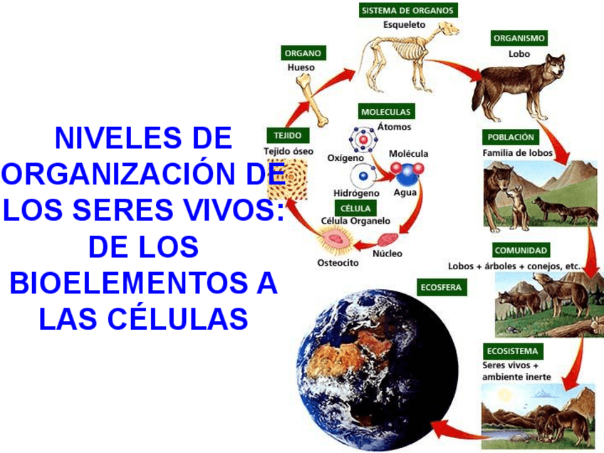 Miniatura del documento T3-Vida-y-organizacion.pdf
