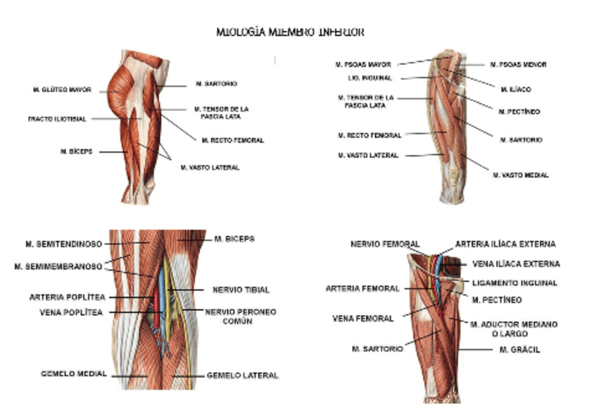 Miniatura del documento MIOLOGIA-MI.pdf