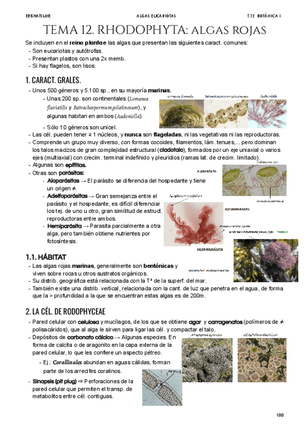 Miniatura del documento Tema-12-Rhodophyta.pdf