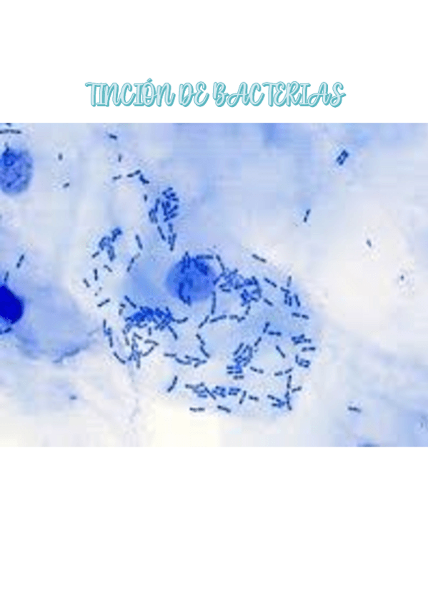 Miniatura del documento Tincion-de-bacterias.pdf