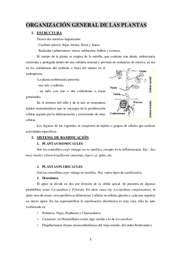 Miniatura del documento Organizacion-general-de-las-plantas.pdf
