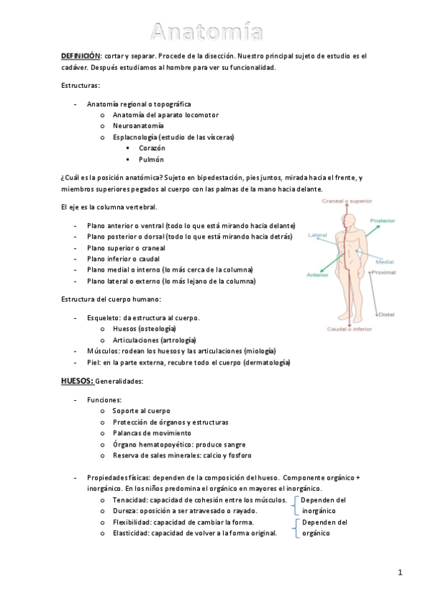 Miniatura del documento Anatomía apuntes.pdf