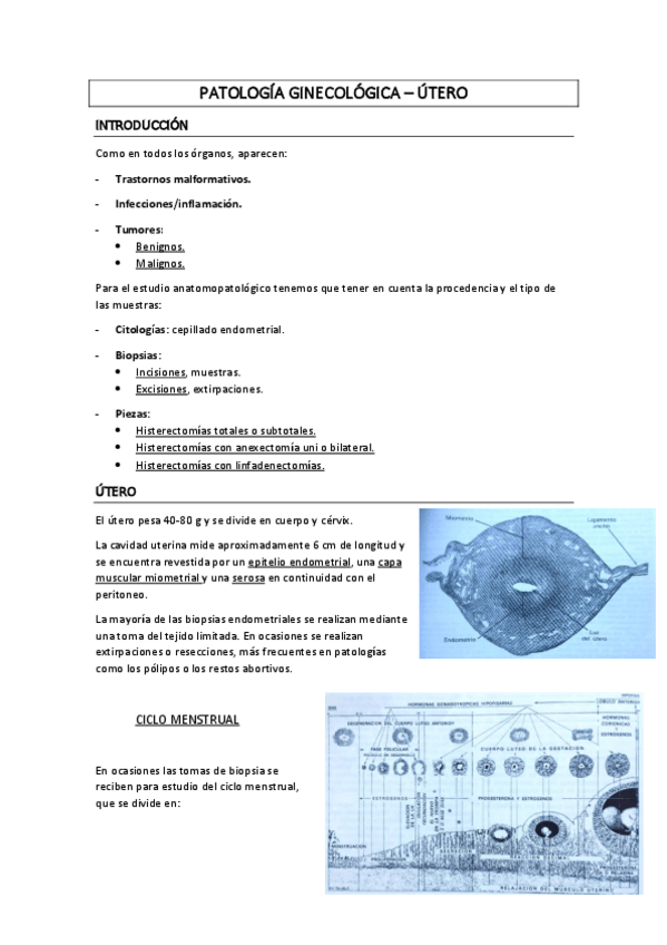 Miniatura del documento UTERO-apuntes-1.pdf