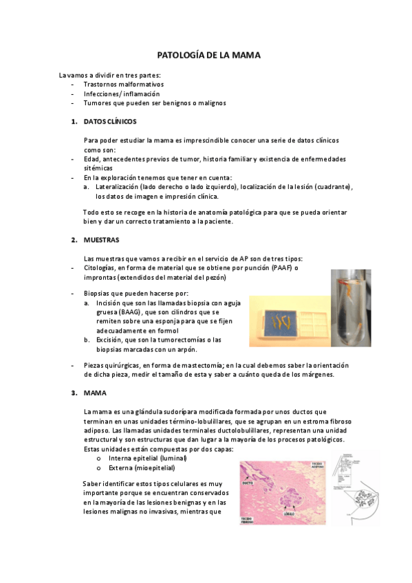 Miniatura del documento MAMA-AP.pdf