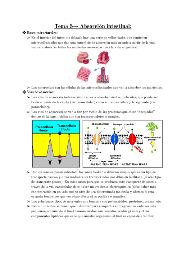 Miniatura del documento Tema-5-Absorcion-intestinal-Farmacia.pdf