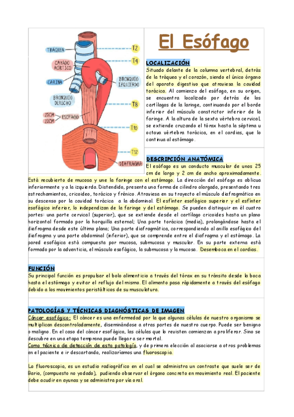 Miniatura del documento EL-ESOFAGO-FISIOLOGIA-Y-ANATOMIA.pdf