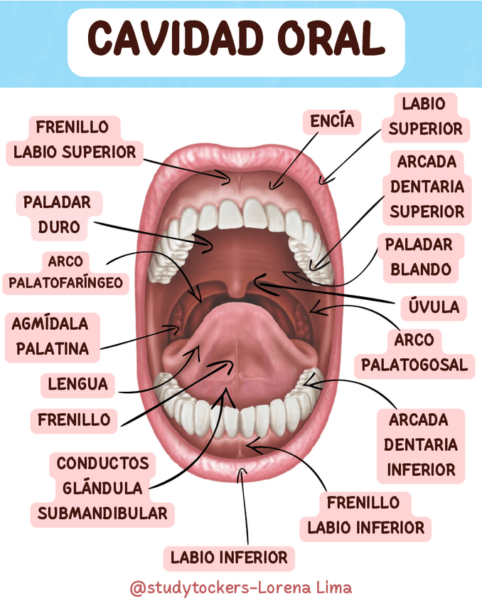 Miniatura del documento FICHA-DE-ESTUDIO-CAVIDAD-BUCAL.pdf