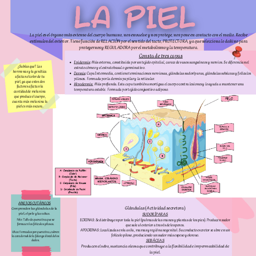 Miniatura del documento LA PIEL ILUSTRACIÓN