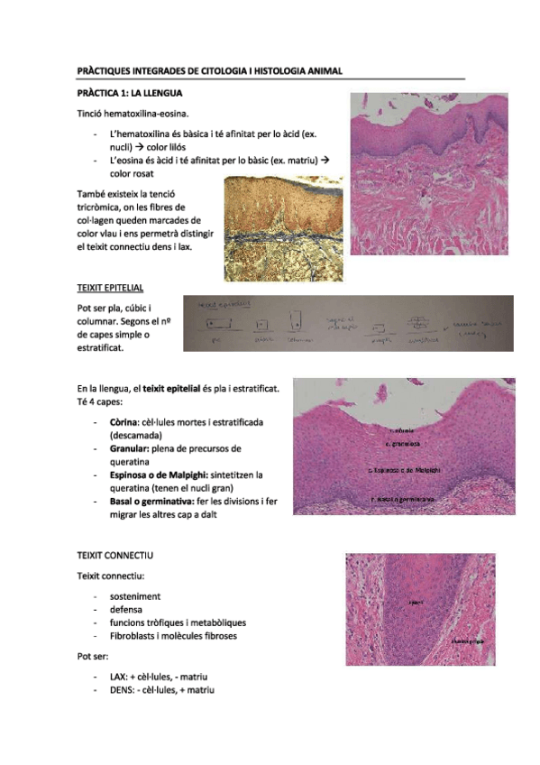 Miniatura del documento practiques1.pdf