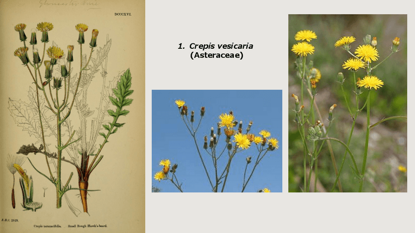 Miniatura del documento VISU-BOTANICA.pdf