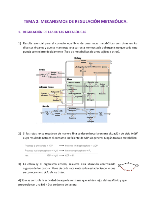 Miniatura del documento Tema 2 bq metabolica.pdf