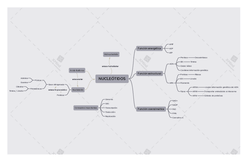 Miniatura del documento Mapa-conceptual-bio-6.pdf