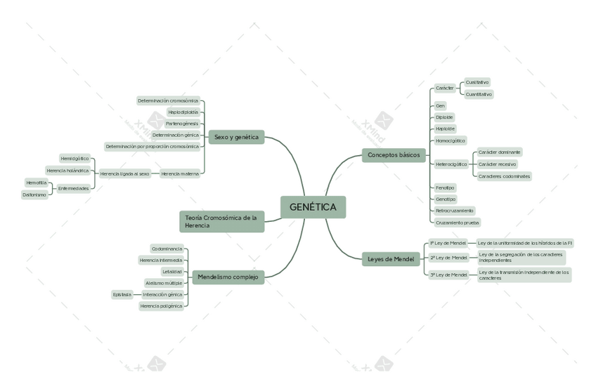 Miniatura del documento Mapa-conceptual-bio-13.pdf