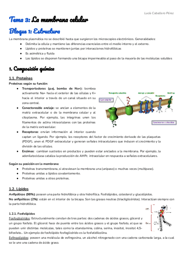 Miniatura del documento Tema-3-La-membrana-celular.pdf