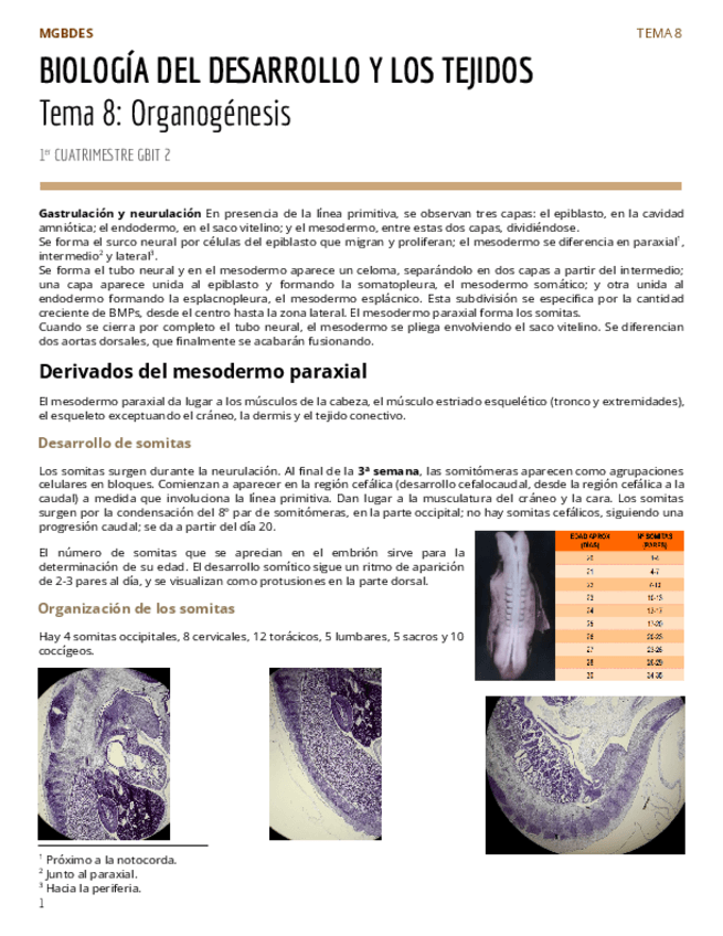 Miniatura del documento PAR2Tema-8-Organogenesis.pdf