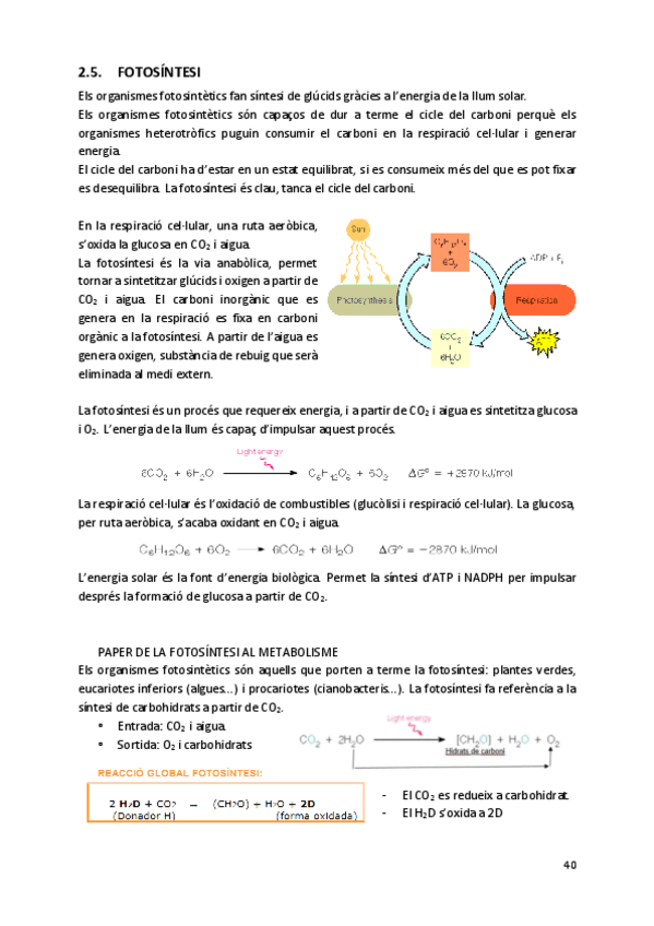 Miniatura del documento Fotosintesi.pdf