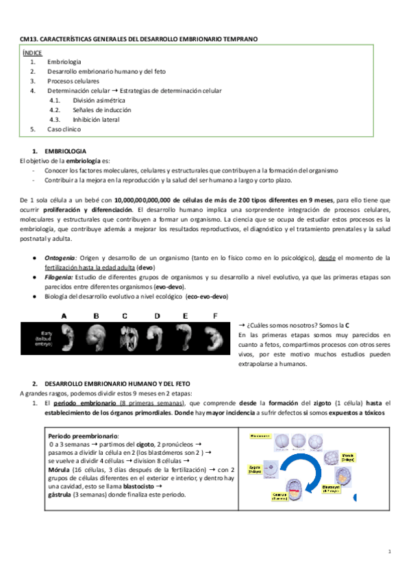 Miniatura del documento CM13.desarrollo embrionario temprano.pdf